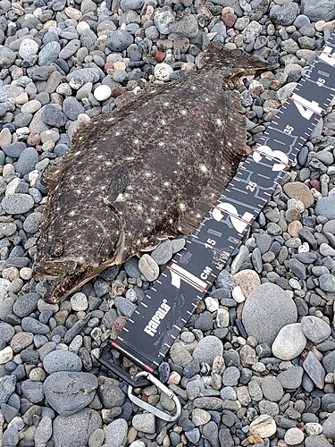 ヒラメの釣果