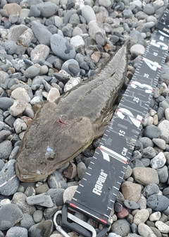 マゴチの釣果