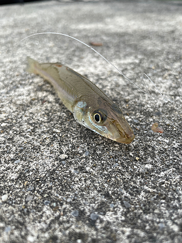 キスの釣果