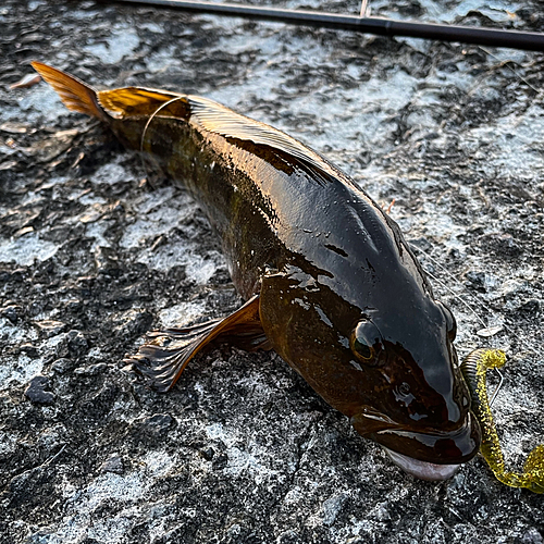 アイナメの釣果