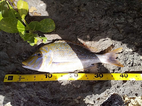 ハマフエフキの釣果