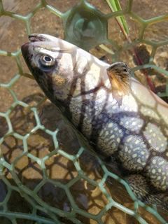 イワナの釣果