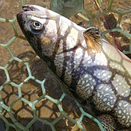 イワナ