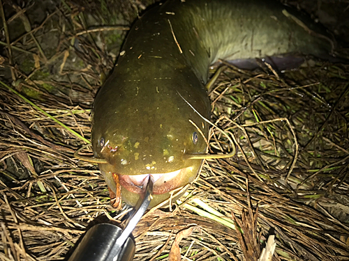 ナマズの釣果