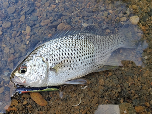 オオクチユゴイの釣果