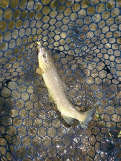 ブラウントラウトの釣果