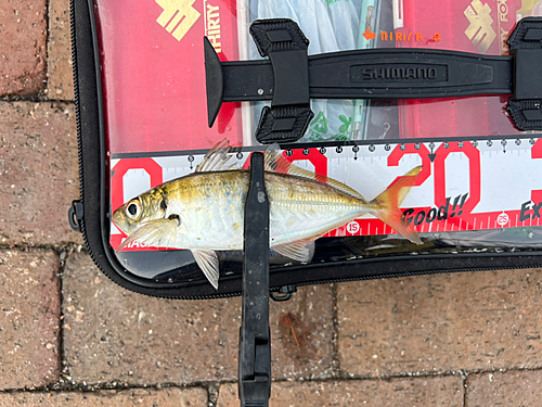 マアジの釣果