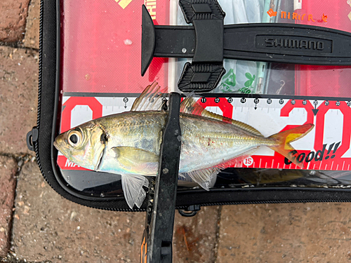 マアジの釣果