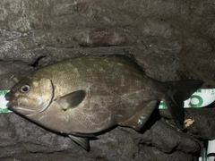 イスズミの釣果