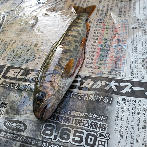 ヤマメの釣果