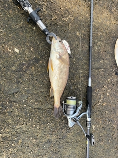 イシモチの釣果