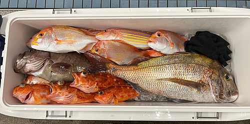 マダイの釣果