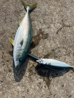 イナダの釣果