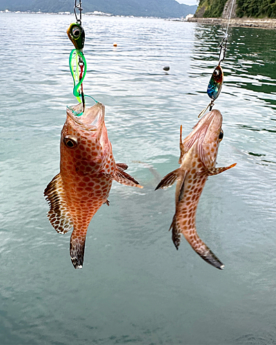 オオモンハタの釣果