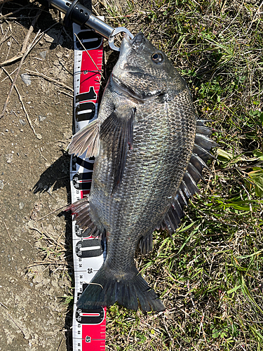 クロダイの釣果