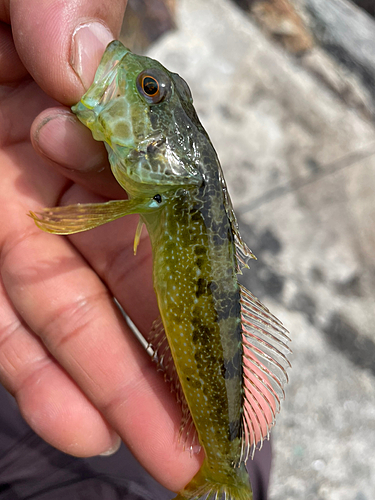 アナハゼの釣果