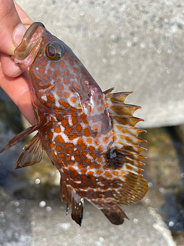 アコウの釣果