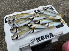 アジの釣果