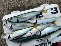 サバの釣果