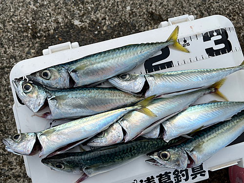 サバの釣果