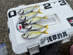 シマアジの釣果