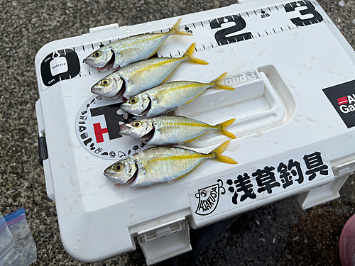 シマアジの釣果