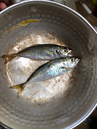 アジの釣果