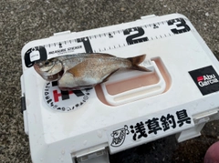 ウミタナゴの釣果