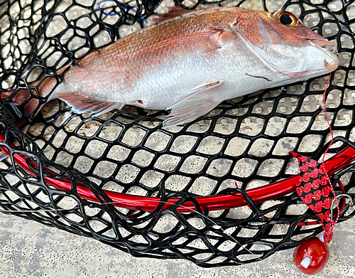 マダイの釣果