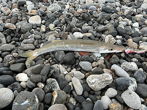 カマスの釣果