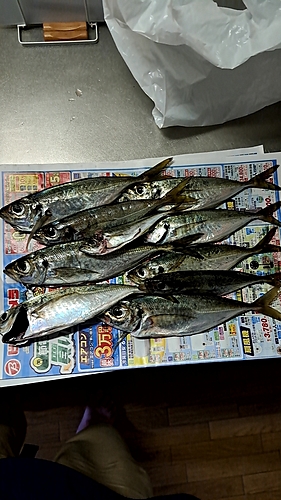 アジの釣果