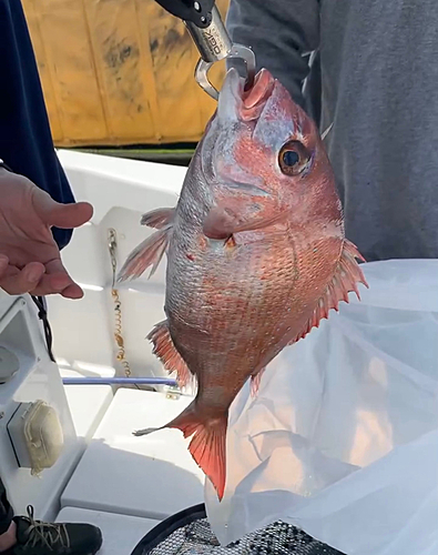 マダイの釣果