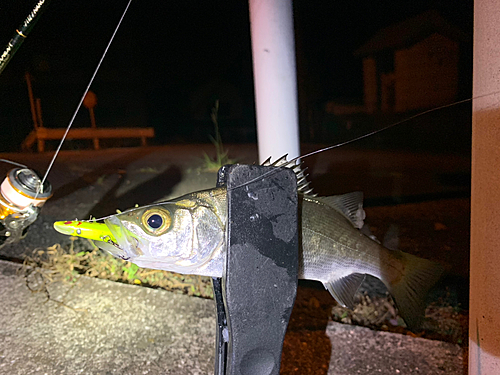 セイゴ（マルスズキ）の釣果