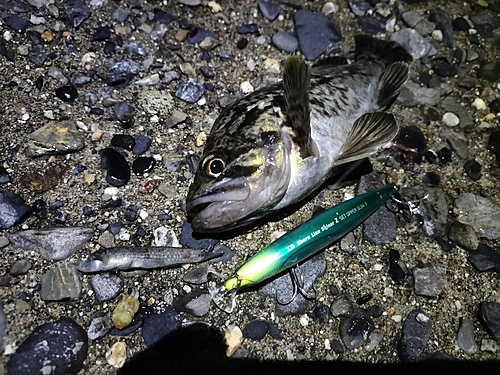 クロソイの釣果