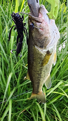 ブラックバスの釣果