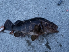 ベッコウゾイの釣果