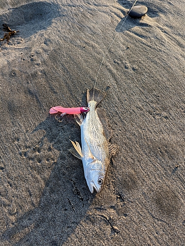 イシモチの釣果