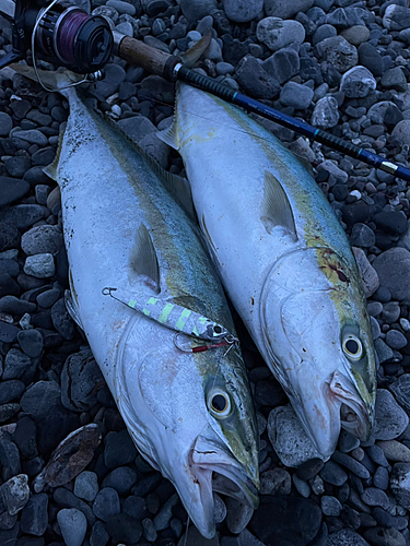 イナダの釣果