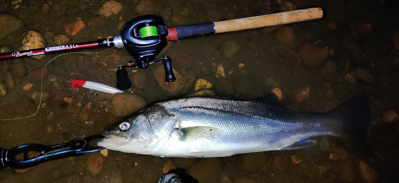 kuyupapa さんの 2023年06月26日のシーバスの釣り・釣果情報(秋田県