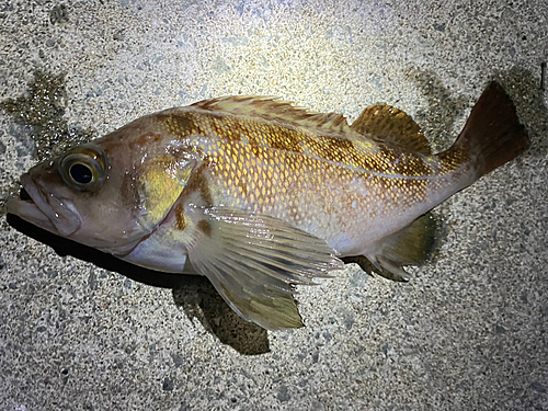 エゾメバルの釣果