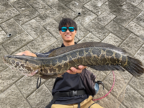 ライギョの釣果