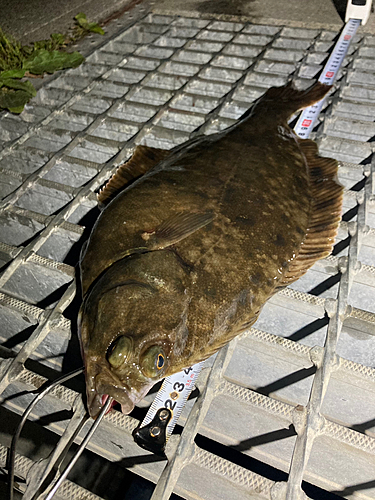 マコガレイの釣果