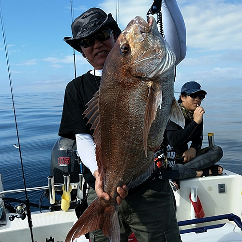 マダイの釣果