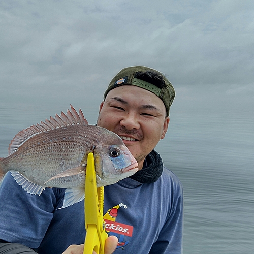 ハナダイの釣果