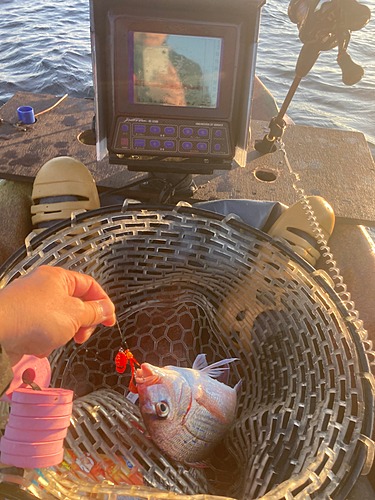 マダイの釣果