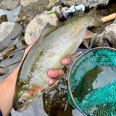 ニジマスの釣果