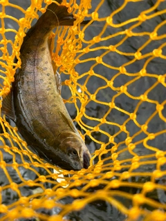 ヤマメの釣果