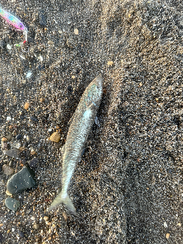 サバの釣果