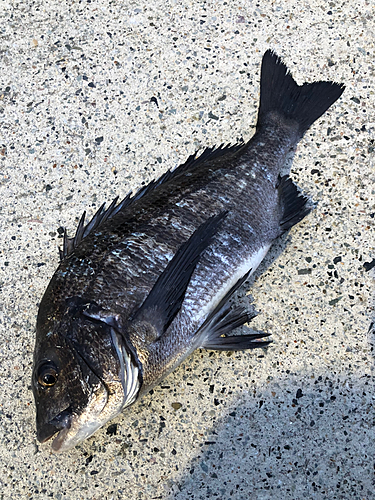 クロダイの釣果