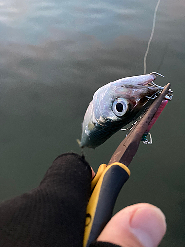 サバの釣果